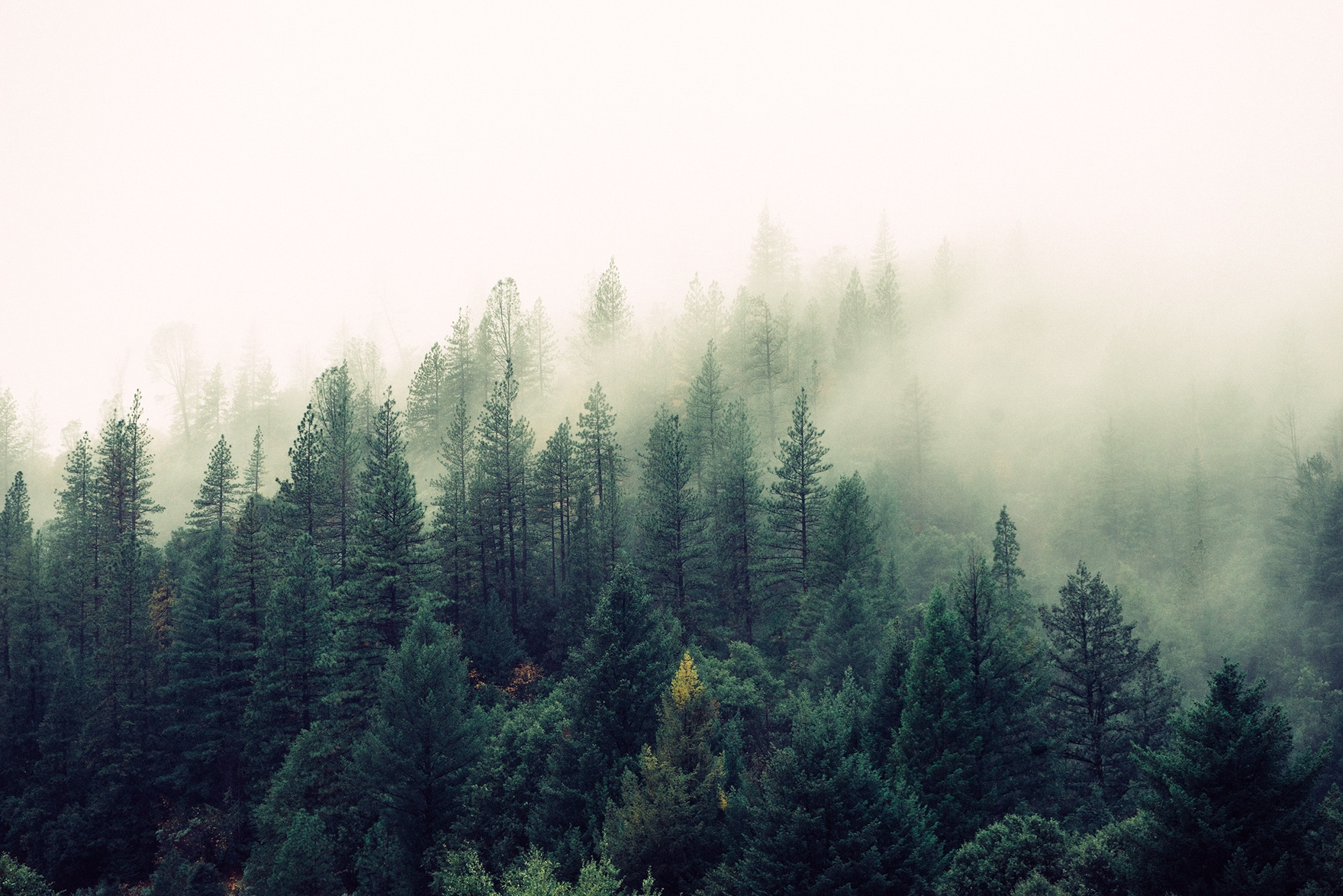 High Angle-photography of Green Forest Trees